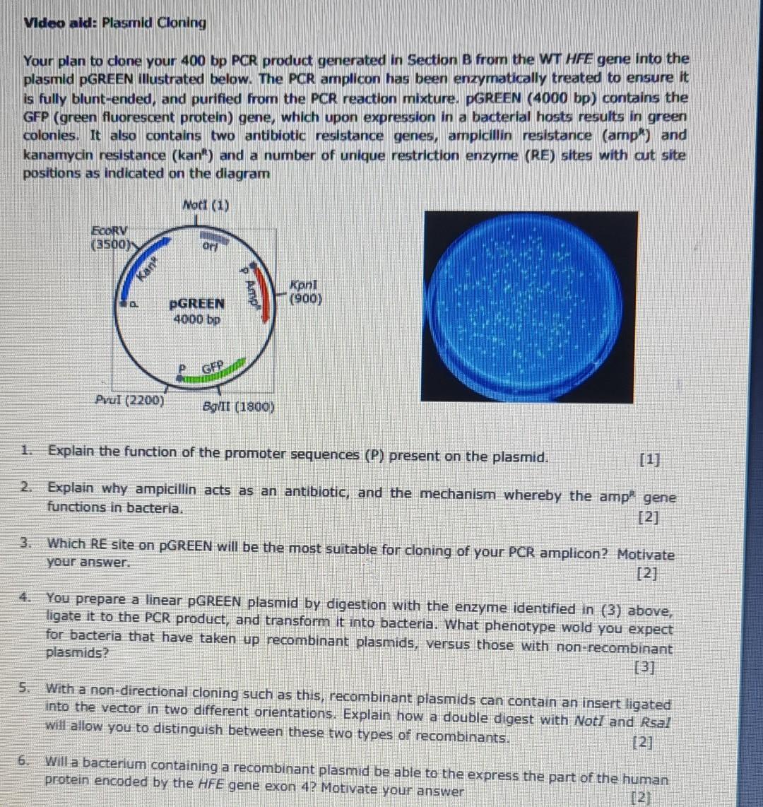 You Prepare A Linear Pgreen Plasmid By Digestion With The Enzyme Identified In 3 Above Ligate It To The Pcr Product 3