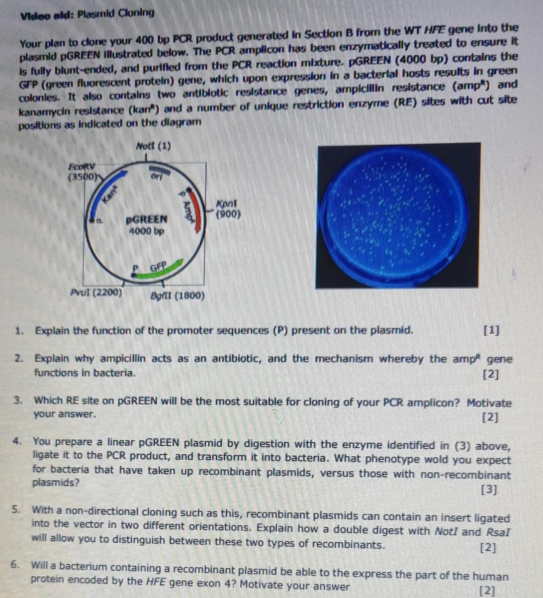 You Prepare A Linear Pgreen Plasmid By Digestion With The Enzyme Identified In 3 Above Ligate It To The Pcr Product 4
