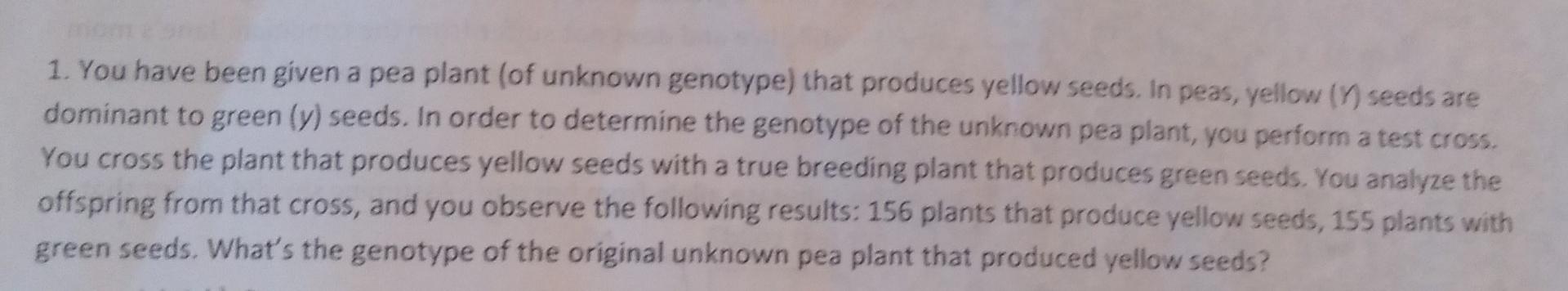 1 You Have Been Given A Pea Plant Of Unknown Genotype That Produces Yellow Seeds In Peas Yellow Y Seeds Are Domin 1