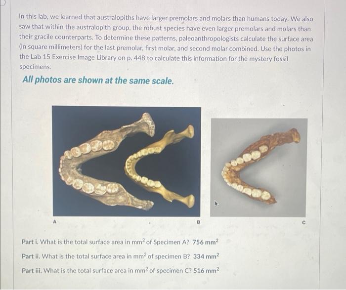 In This Lab We Learned That Australopiths Have Larger Premolars And Molars Than Humans Today We Also Saw That Within T 1