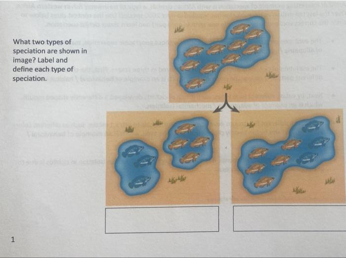 What Two Types Of Speciation Are Shown In Image Label And Define Each Type Of Speciation 1 1