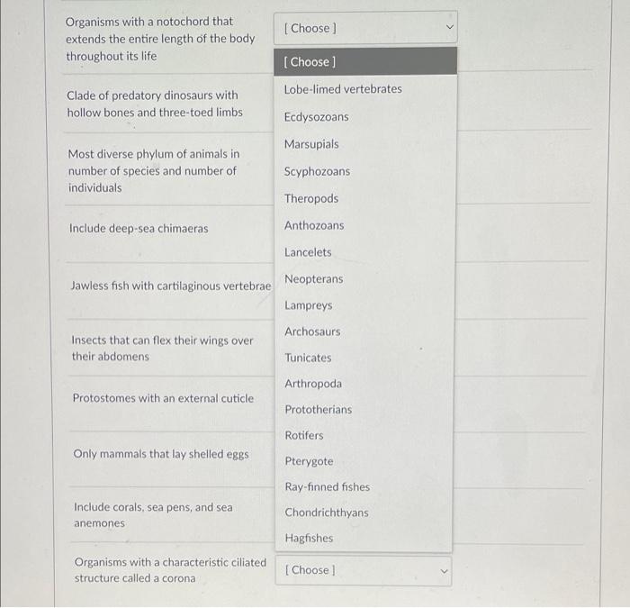 Choose Organisms With A Notochord That Extends The Entire Length Of The Body Throughout Its Life Choose Lobe Limed Ver 1