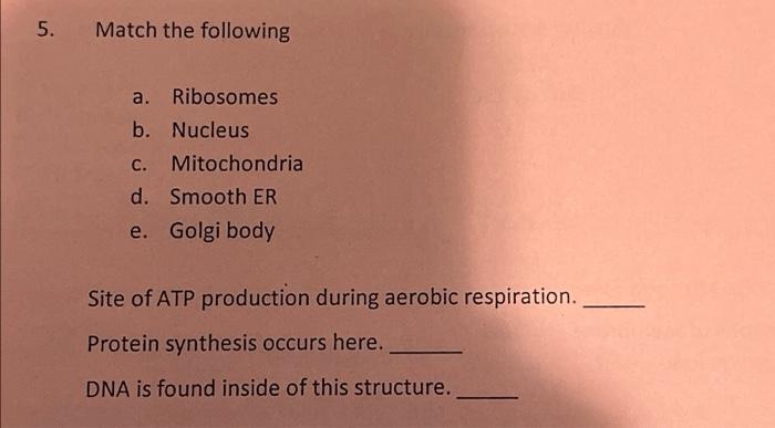 5 Match The Following A Ribosomes B Nucleus C Mitochondria D Smooth Er E Golgi Body Site Of Atp Production During 1