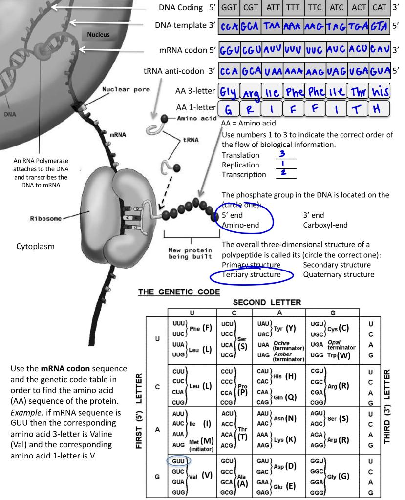 Nucleus Dna Coding 5ggt Cgt Att Ttt Ttc Atc Act Cat 3 Dna Template 3 Coagca Taa Aaa Aagtagtgagta 5 Mrna Codon 5 Ggucg 1