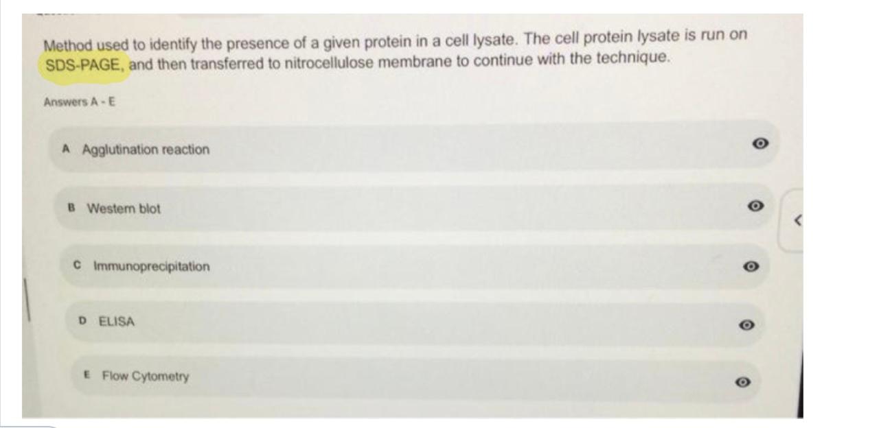 Method Used To Identify The Presence Of A Given Protein In A Cell Lysate The Cell Protein Lysate Is Run On Sds Page An 1