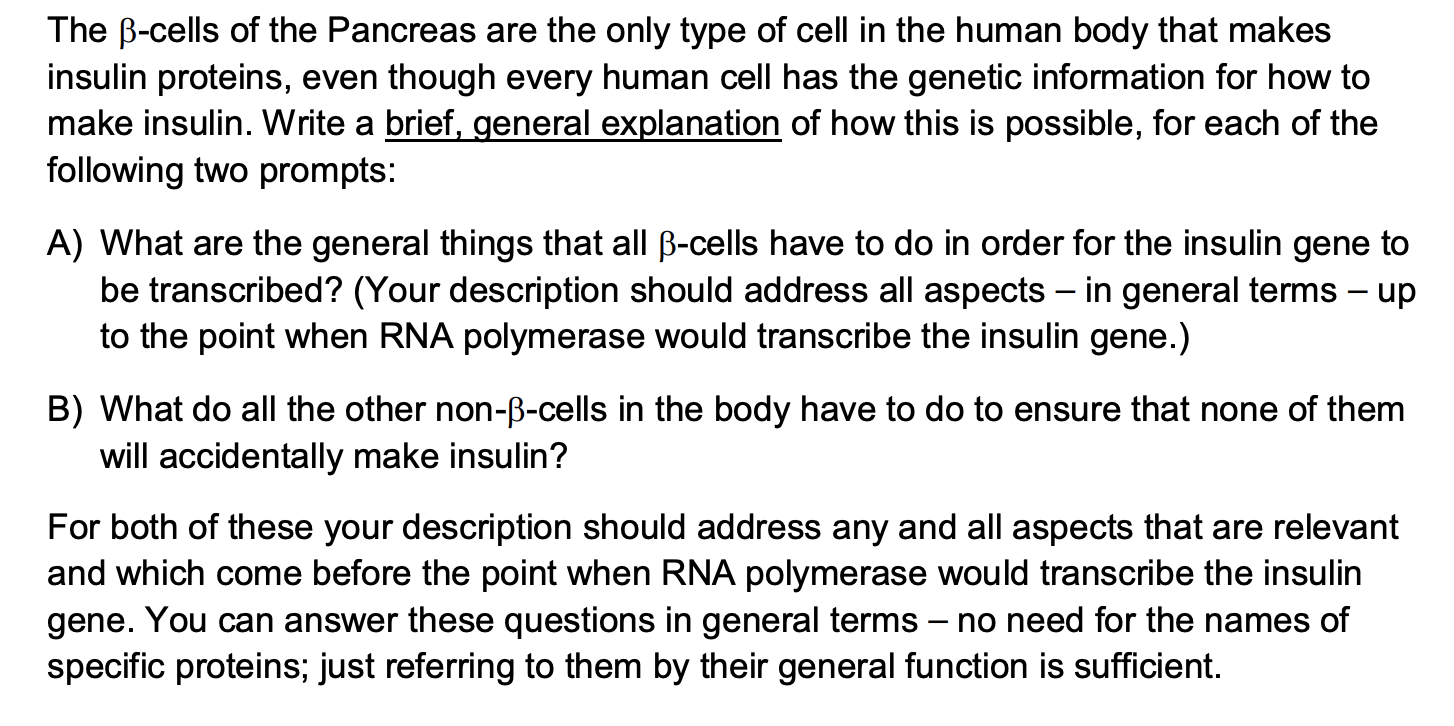 The B Cells Of The Pancreas Are The Only Type Of Cell In The Human Body That Makes Insulin Proteins Even Though Every H 1