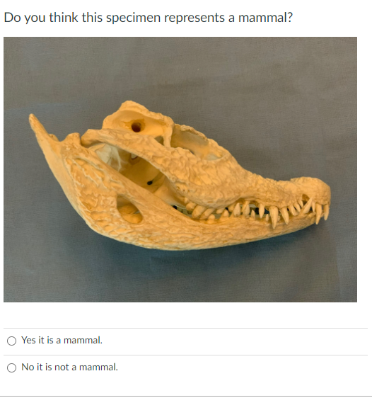 Do You Think This Specimen Represents A Mammal Ban Yes It Is A Mammal No It Is Not A Mammal What Feature Of This Sp 1