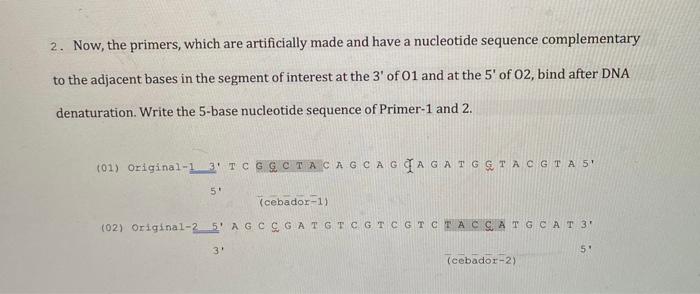 2 Now The Primers Which Are Artificially Made And Have A Nucleotide Sequence Complementary To The Adjacent Bases In T 1