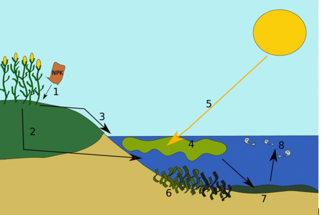What Number In The Image Corresponds To The Following Reaction Explain In Detail The Reason For Your Choice Eutrophica 1