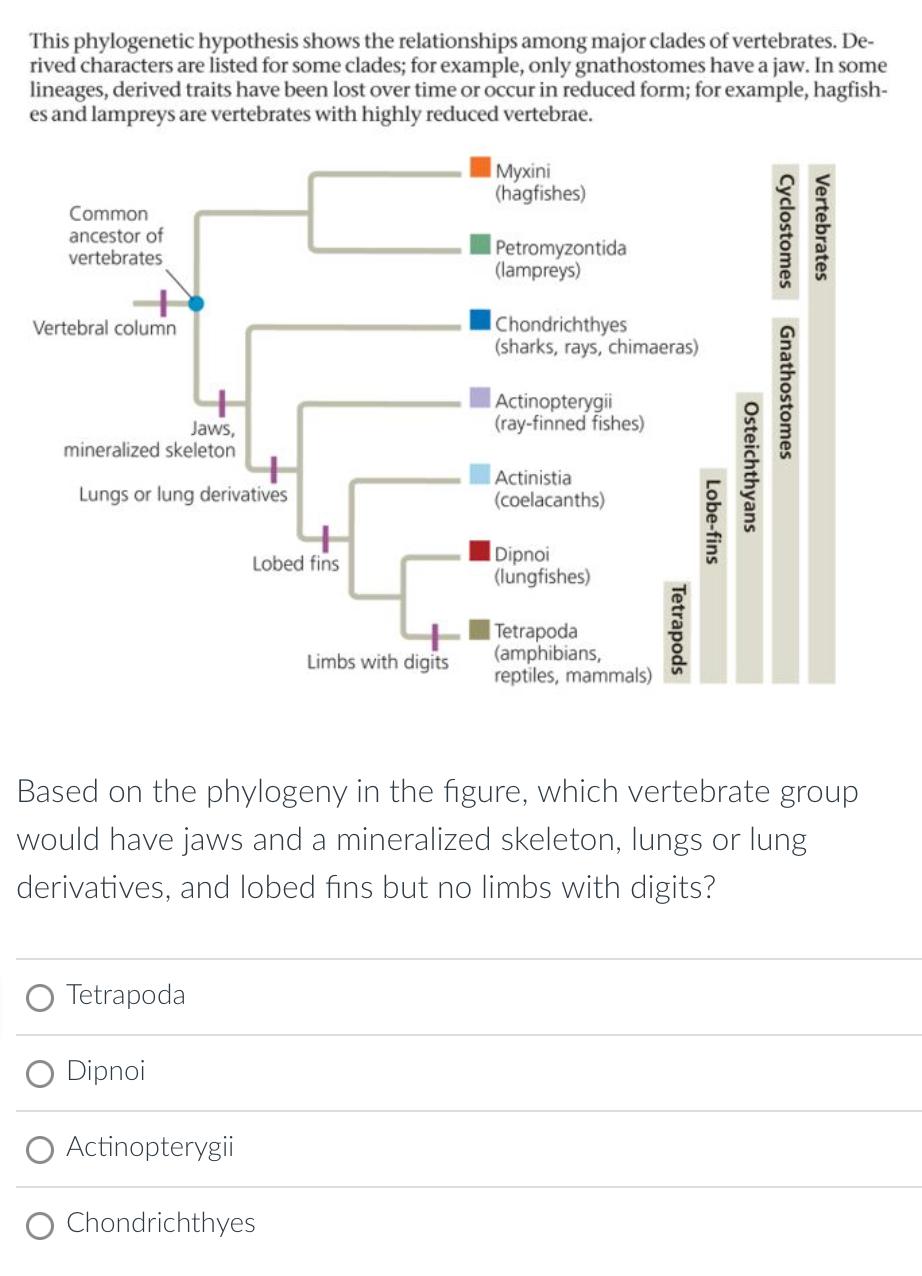 This Phylogenetic Hypothesis Shows The Relationships Among Major Clades Of Vertebrates De Rived Characters Are Listed 1
