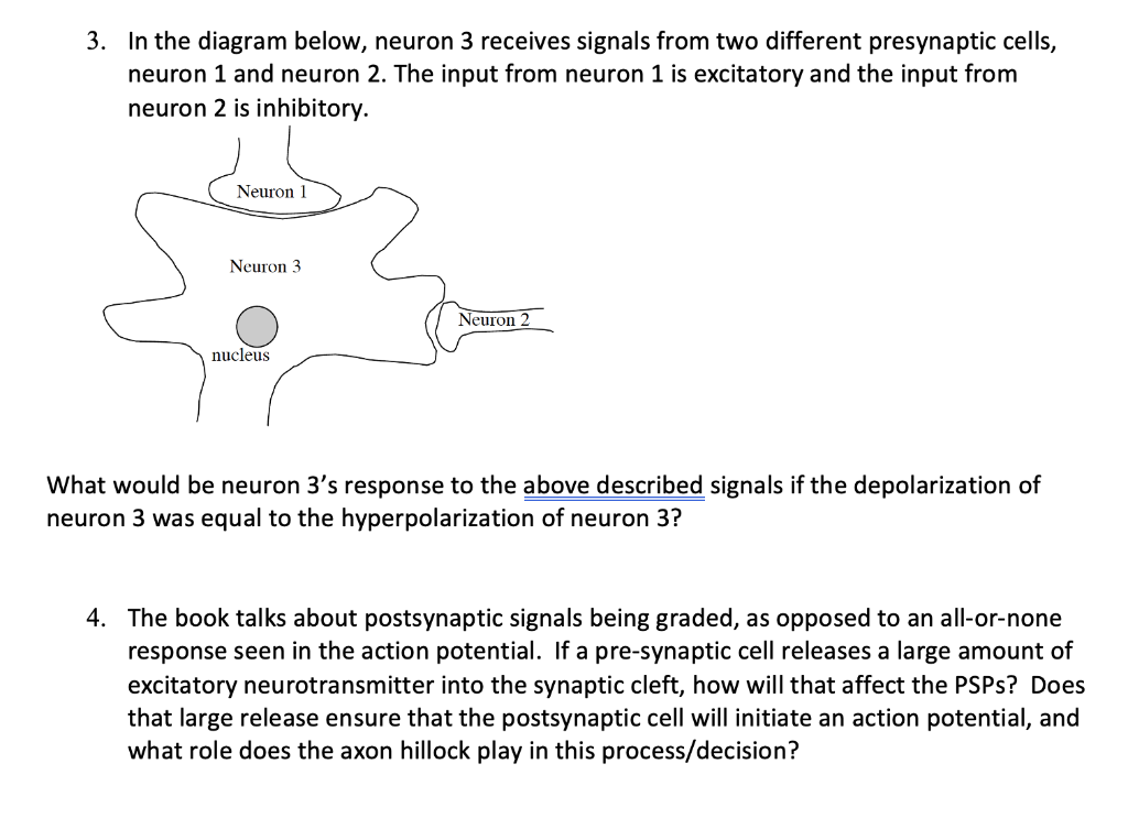 3 In The Diagram Below Neuron 3 Receives Signals From Two Different Presynaptic Cells Neuron 1 And Neuron 2 The Inpu 1