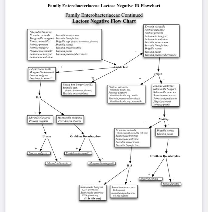 Family Enterobacteriaceae Lactose Negative Id Flowchart Family Enterobacteriaceae Continued Lactose Negative Flow Chart 1