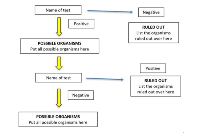 Family Enterobacteriaceae Lactose Negative Id Flowchart Family Enterobacteriaceae Continued Lactose Negative Flow Chart 2