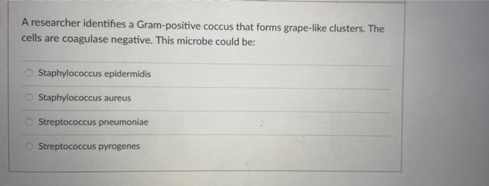 A Researcher Identifies A Gram Positive Coccus That Forms Grape Like Clusters The Cells Are Coagulase Negative This Mi 1