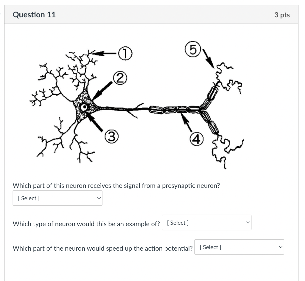 Question 11 3 Pts 1 5 2 3 4 Which Part Of This Neuron Receives The Signal From A Presynaptic Neuron Select Which 1