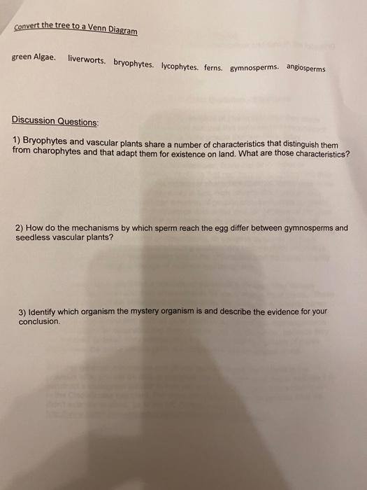 Plant Phylogeny Report Name Word You May Edit This Document For Submission Of Your Plant Phylogeny Report Please Save 2