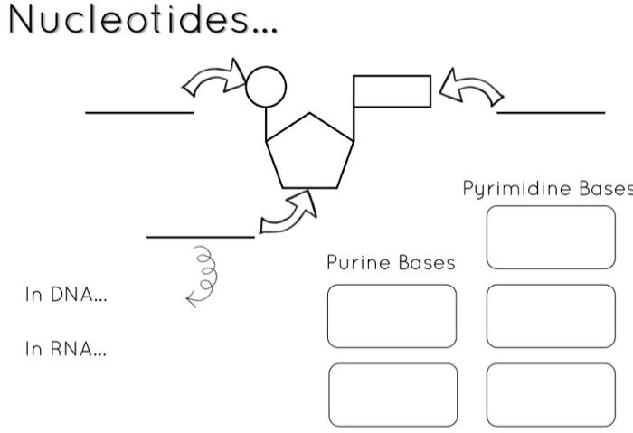Nucleotides Pyrimidine Bases Purine Bases In Dna In Rna Mm O Dna Tuo Base Pairing 1
