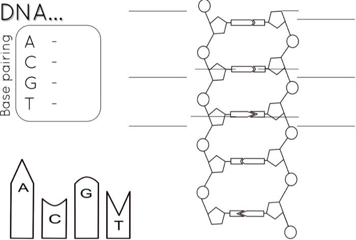 Nucleotides Pyrimidine Bases Purine Bases In Dna In Rna Mm O Dna Tuo Base Pairing 2