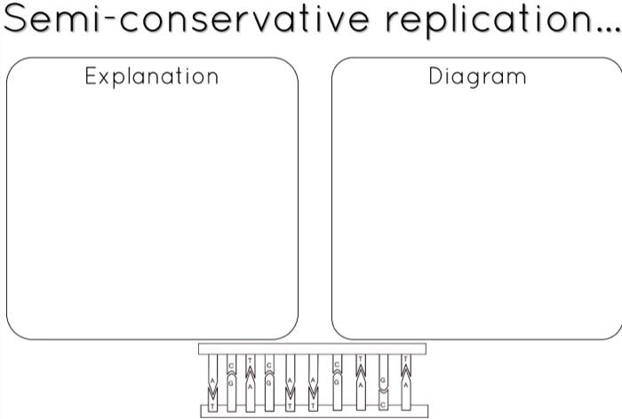 Semi Conservative Replication Explanation Diagram Protein Synthesis Agacaccgttaacacact 1 Transcription Takes Pl 1
