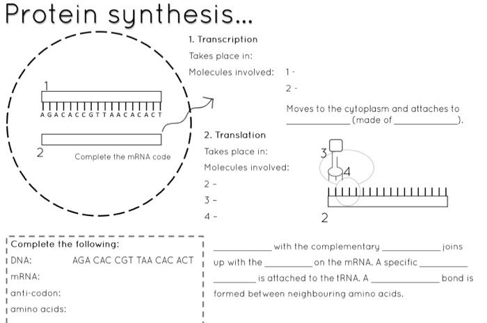 Semi Conservative Replication Explanation Diagram Protein Synthesis Agacaccgttaacacact 1 Transcription Takes Pl 2