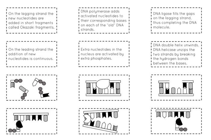 Sequence Of Events Cut Out The Descriptions And Pictures On The Next Page And Stick Them In The Correct Order Picture 2