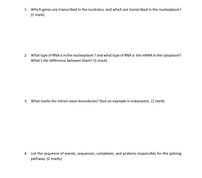 1 Which Genes Are Transcribed In The Nucleolus And Which Are Transcribed In The Nucleoplasm 1 Mark 2 What Type Of 1