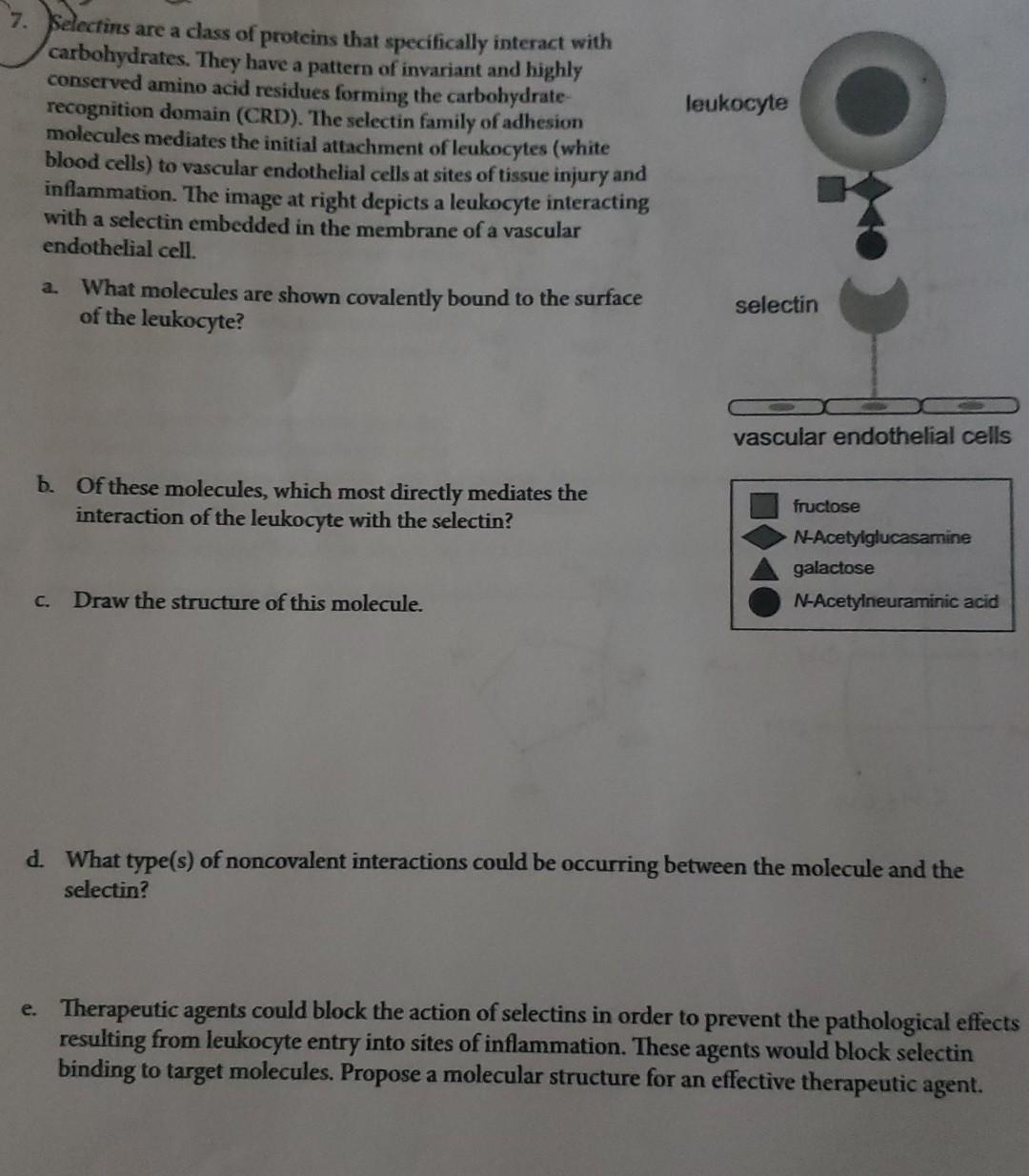 Leukocyte 7 Selectins Are A Class Of Proteins That Specifically Interact With Carbohydrates They Have A Pattern Of Inv 1