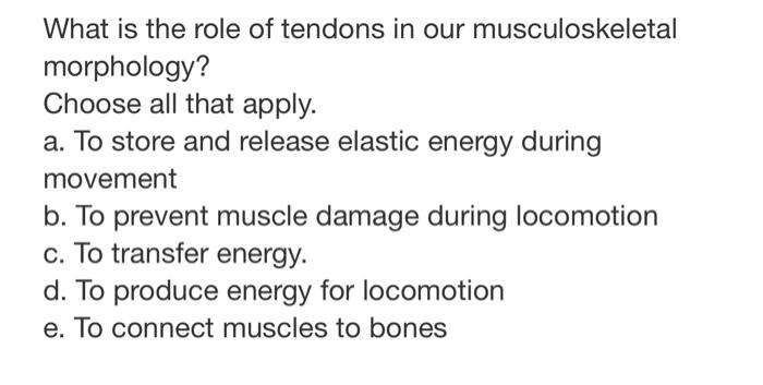 What Is The Role Of Tendons In Our Musculoskeletal Morphology Choose All That Apply A To Store And Release Elastic En 1