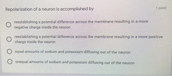 Repolarization Of A Neuron Is Accomplished By 1 Point Reestablishing A Potential Difference Across The Membrane Resultin 1