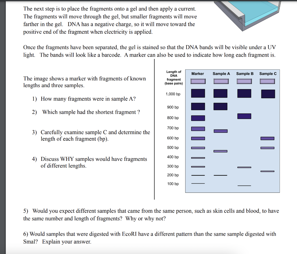 The Next Step Is To Place The Fragments Onto A Gel And Then Apply A Current The Fragments Will Move Through The Gel Bu 1
