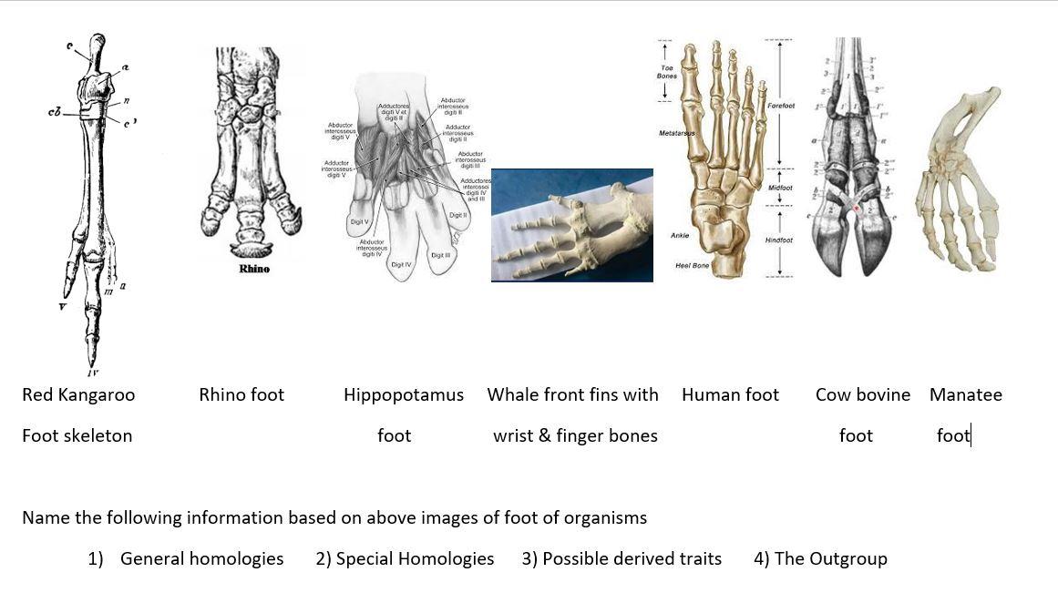 Ten Bones I Adu Lege Ob Forefoot Aductores Digini Ve Digo Cb Abouctor Interessous Digt Addictor Oos Tot Metatarsus Abdu 1