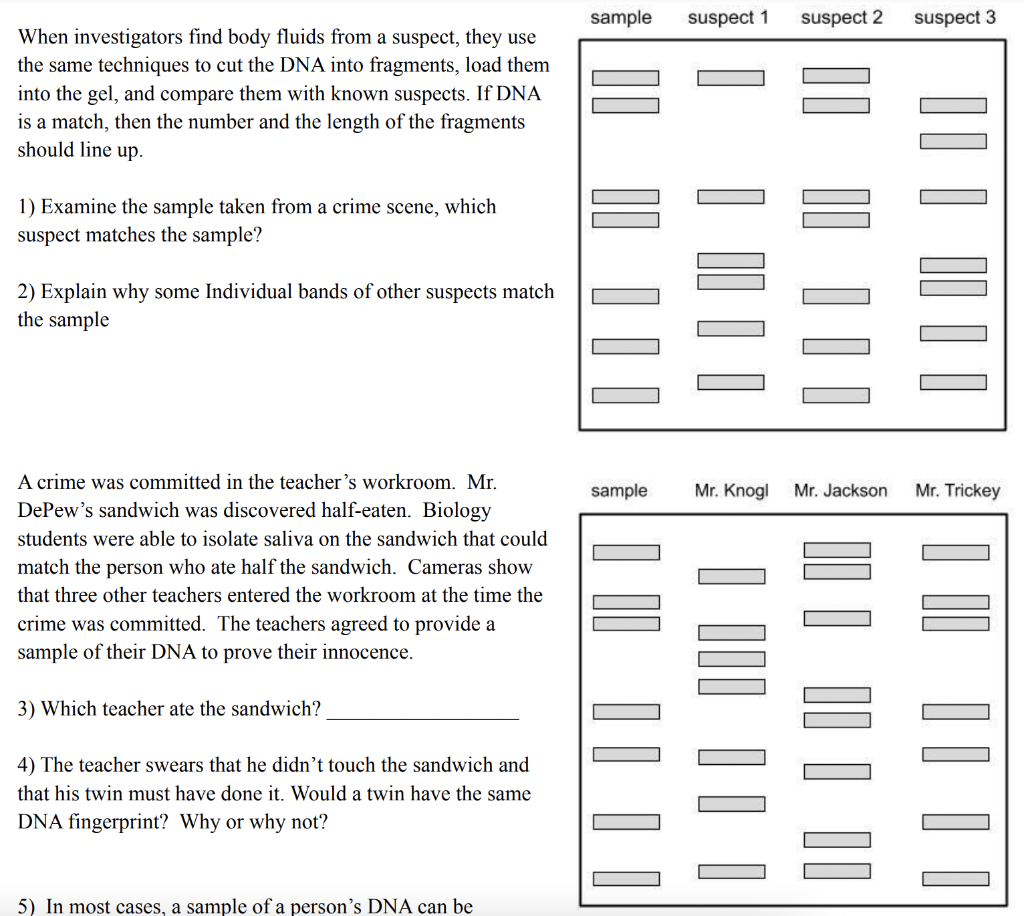 Sample Suspect 1 Suspect 2 Suspect 3 When Investigators Find Body Fluids From A Suspect They Use The Same Techniques To 1