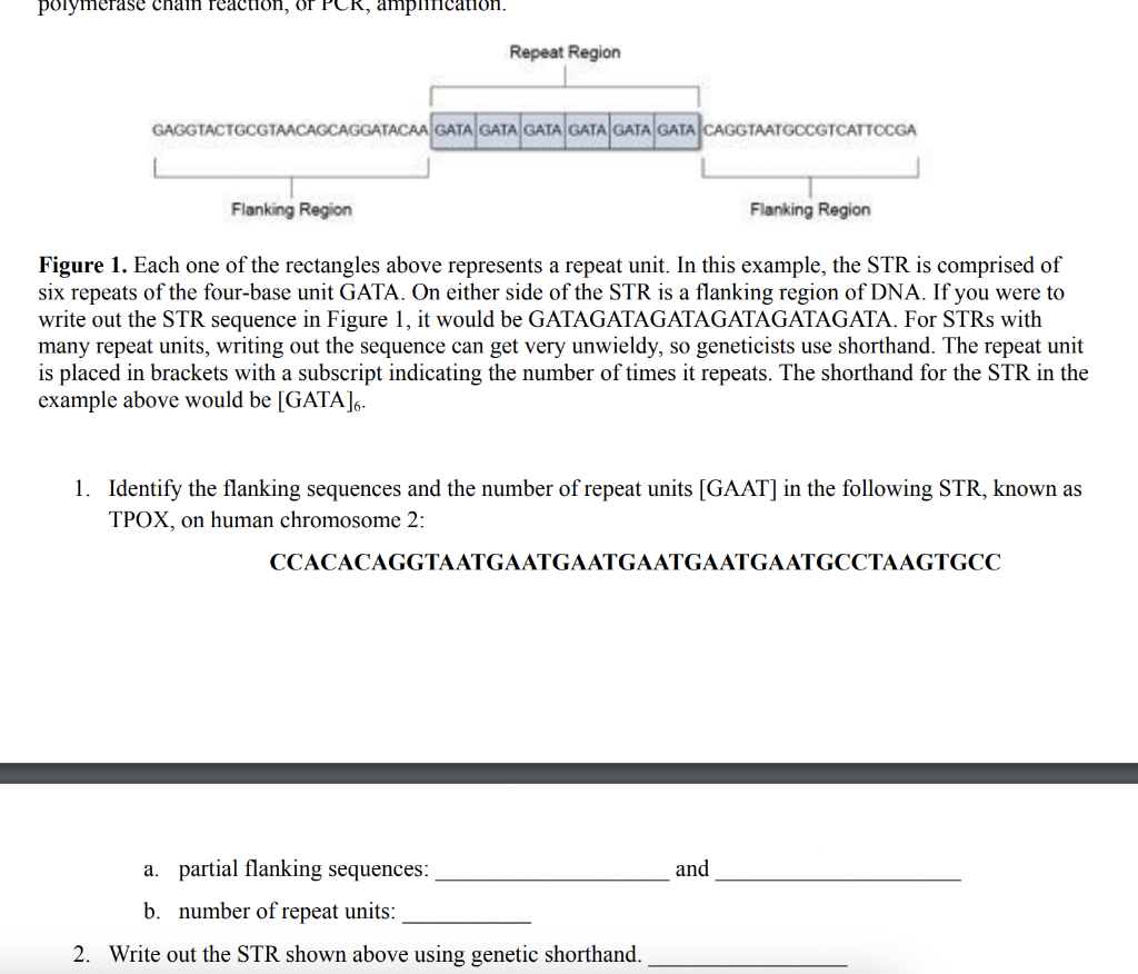 Polymerase Chain Reaction Or Pcr Amplinication Repeat Region Gaggtactgcgtaacaccaggatacaa Gata Gata Gata Gata Gata Gat 1