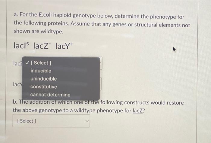 A For The E Coli Haploid Genotype Below Determine The Phenotype For The Following Proteins Assume That Any Genes Or S 2