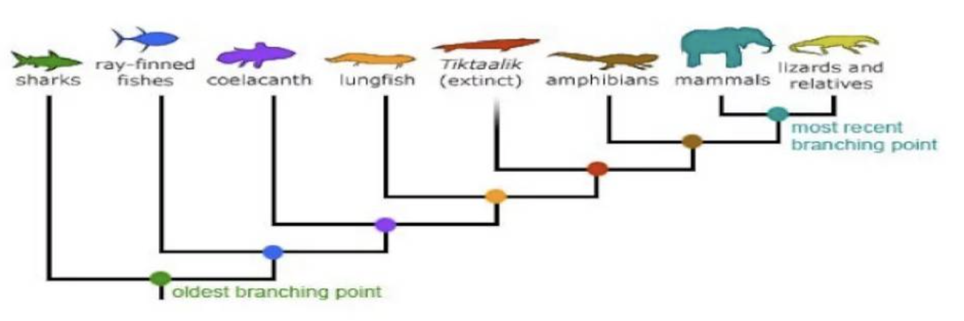 Sharks Ray Finned Fishes Tiktaalik Lizards And Coelacanth Lungfish Extinct Amphibians Mammals Relatives Most Recent Br 1
