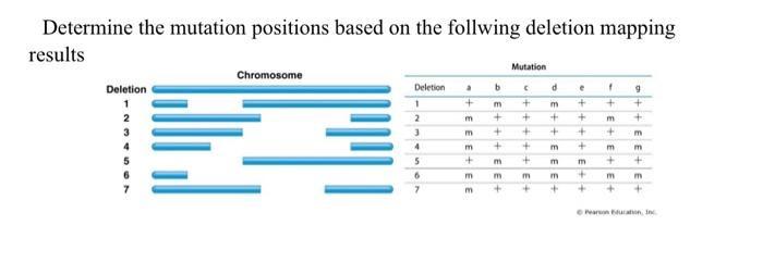 Determine The Mutation Positions Based On The Follwing Deletion Mapping Results Chromosome Deletion Mutation B D A M 1 1