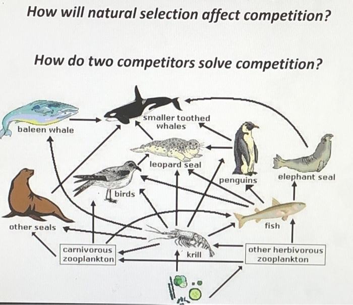 How Will Natural Selection Affect Competition How Do Two Competitors Solve Competition Smaller Toothed Whales Baleen W 1