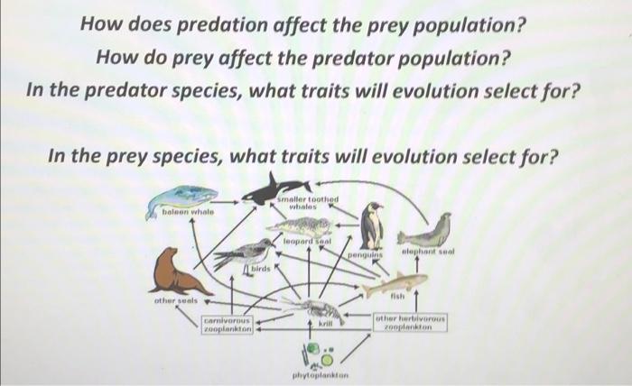 How Does Predation Affect The Prey Population How Do Prey Affect The Predator Population In The Predator Species What 1