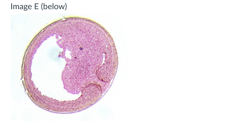 These Frog Development Images Please Ask Me 3 Questions For 2 Images 4 Questions For 1 Which Adds Up To 10 Total Ple 2