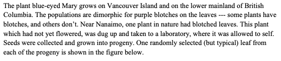 The Plant Blue Eyed Mary Grows On Vancouver Island And On The Lower Mainland Of British Columbia The Populations Are Di 1
