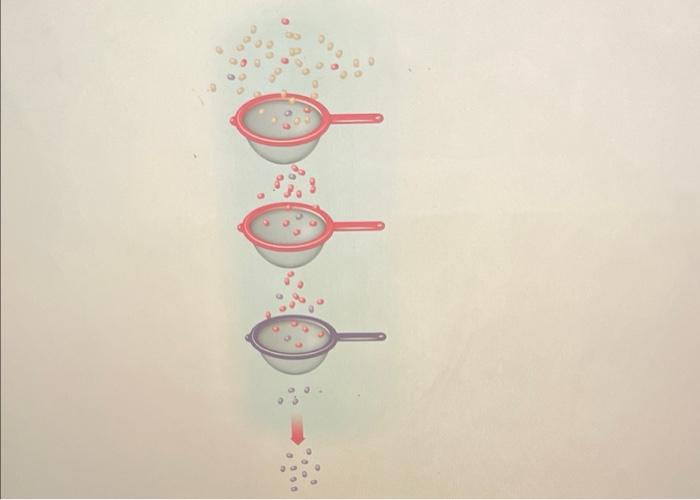 This Chapter Discusses The Evolution Of Staphylococcus Aureus Populations And Antibiotic Resistance Apply What You Know 2