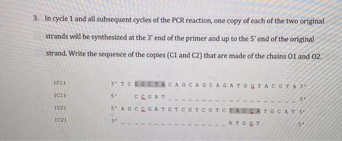 3 In Cycle 1 And All Subsequent Cycles Of The Pcr Reaction One Copy Of Each Of The Two Original Strands Will Be Synthe 1