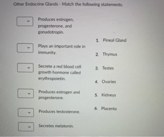Other Endocrine Glands Match The Following Statements Produces Estrogen Progesterone And Gonadotropin 1 Pineal Gla 1