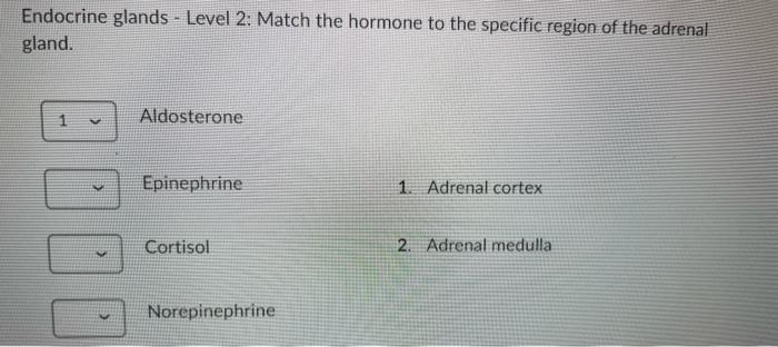 Other Endocrine Glands Match The Following Statements Produces Estrogen Progesterone And Gonadotropin 1 Pineal Gla 3