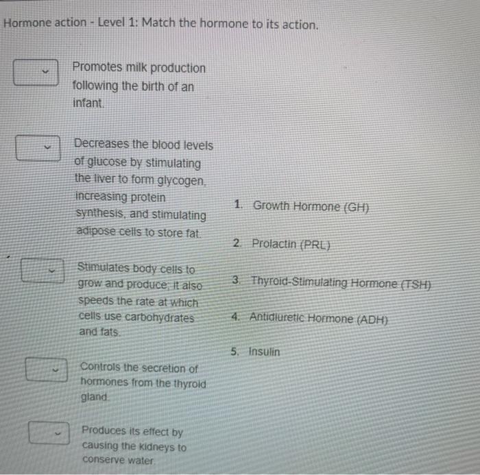 Other Endocrine Glands Match The Following Statements Produces Estrogen Progesterone And Gonadotropin 1 Pineal Gla 4