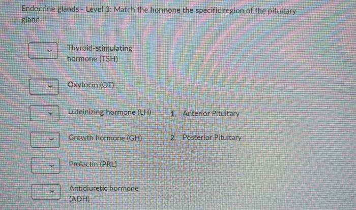 Other Endocrine Glands Match The Following Statements Produces Estrogen Progesterone And Gonadotropin 1 Pineal Gla 5