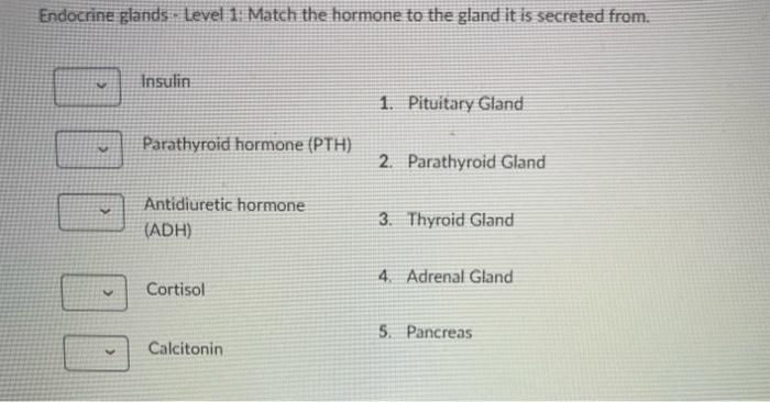 Other Endocrine Glands Match The Following Statements Produces Estrogen Progesterone And Gonadotropin 1 Pineal Gla 8
