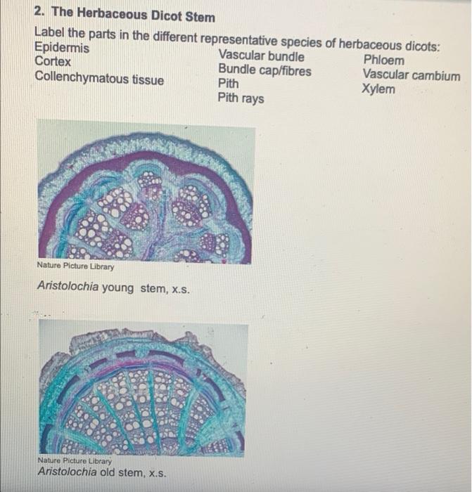 2 The Herbaceous Dicot Stem Label The Parts In The Different Representative Species Of Herbaceous Dicots Epidermis Vas 1