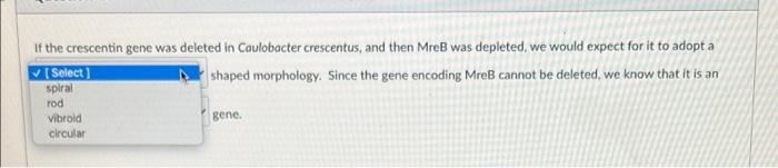 If The Crescentin Gene Was Deleted In Caulobacter Crescentus And Then Mreb Was Depleted We Would Expect For It To Adop 1