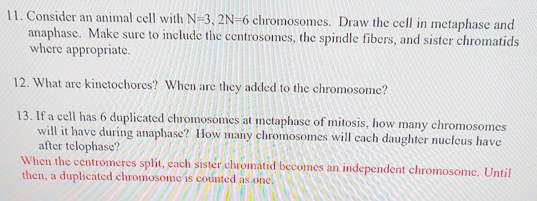 11 Consider An Animal Cell With N 3 2n 6 Chromosomes Draw The Cell In Metaphase And Anaphase Make Sure To Include Th 1